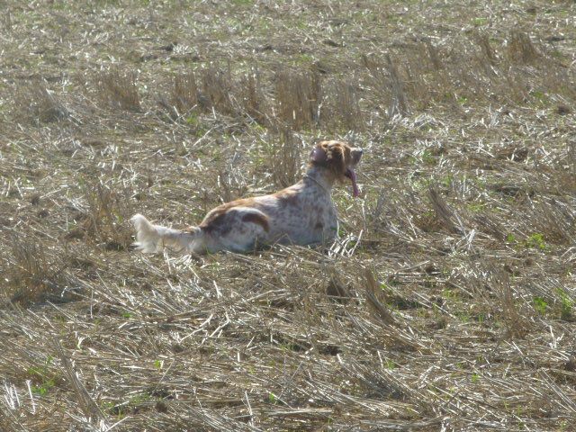 Du Mistral De Thau - Field Trial sur Gibier Naturel