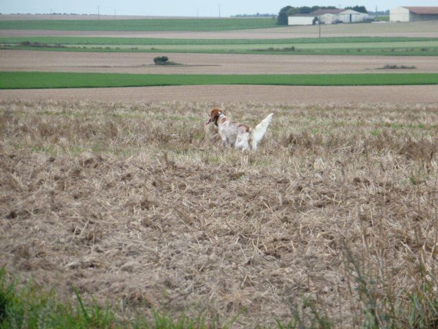 Du Mistral De Thau - Indy dans le nord sur Gibier naturel