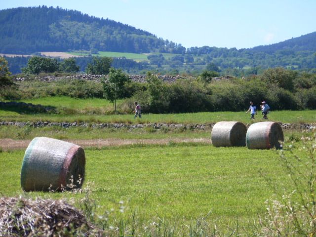 Les Field Trial sur Gibier Naturel : Sanssac et Audinghen