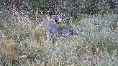 Du Mistral De Thau - le Gibier Naturel : prochain challenge pour Cassy