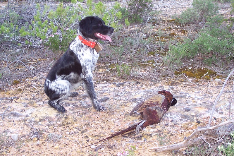 La chasse